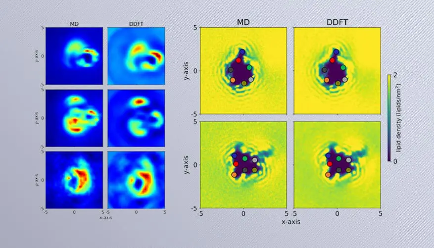 LLNL Scientists Advance Understanding of Protein-Membrane Interactions with Dynamic Density Functional Theory Model