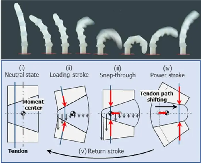 Soft robots mimic mantis shrimp and fleas for powerful movements