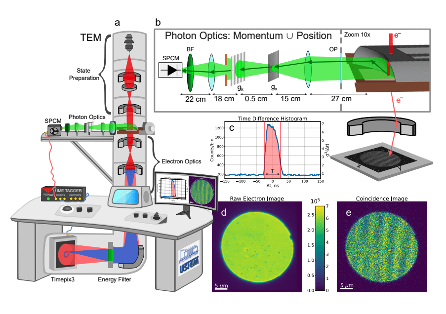 Entanglement in Electron Microscopy Paves the Way for Quantum Imaging Breakthroughs