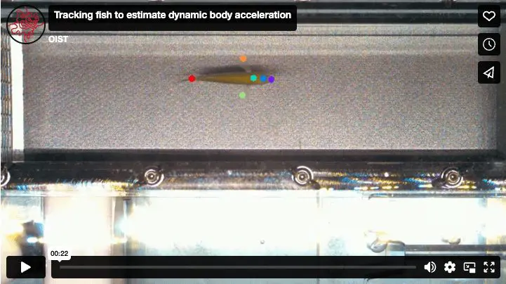 Revolutionizing Animal Energy Usage Measurement: Video Tracking and Deep Learning in Marine Biology