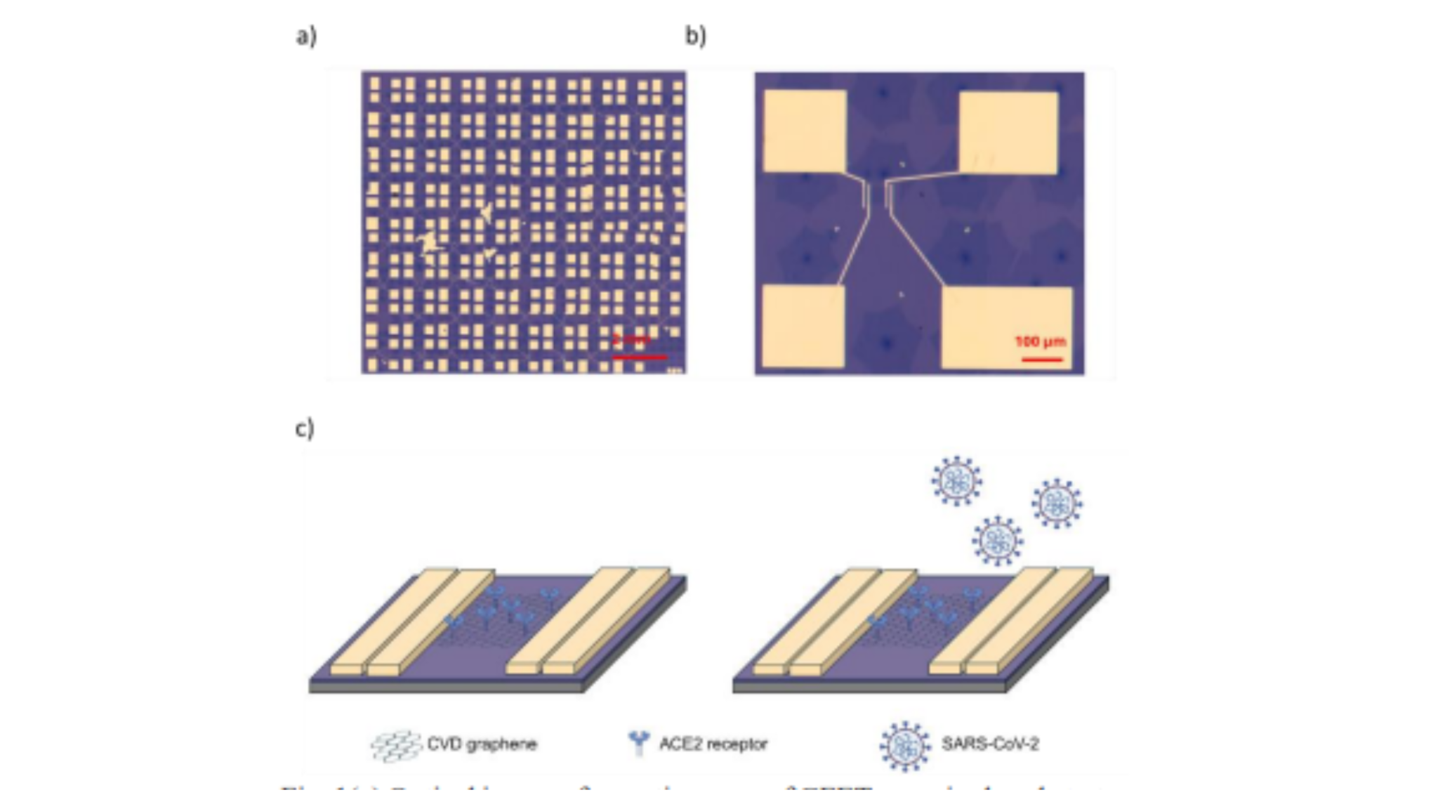 Scalable Graphene Field-Effect Transistors Detect SARS-CoV-2 Spike Protein at 1 fg/mL Limit