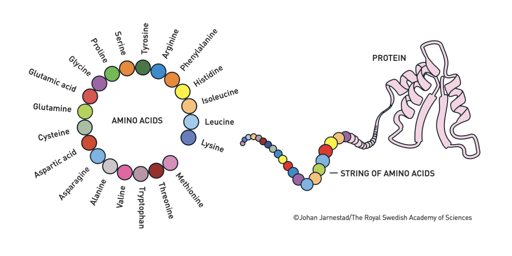 Nobel Prize in Chemistry Awarded for Protein Breakthroughs Using AI