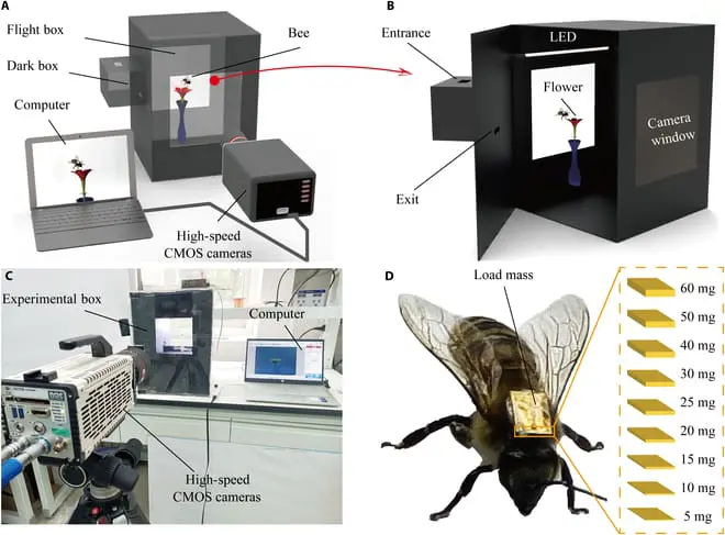 How Piezoelectric Energy Harvesting from Bees' Thorax Vibrations Achieves High Output Without Disrupting Flight
