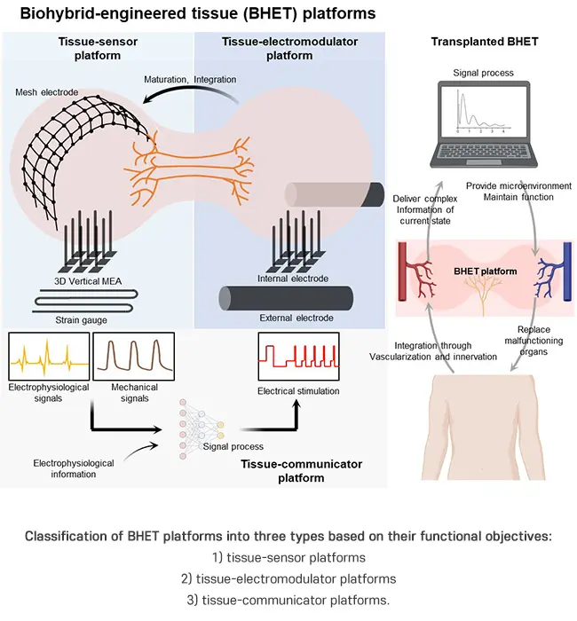 POSTECH Develops Smart Organs for Real-Time Monitoring and Control