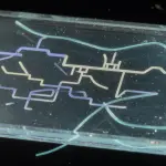 A clear rectangular block containing a network of glowing blue and green microfluidic channels is suspended in darkness.