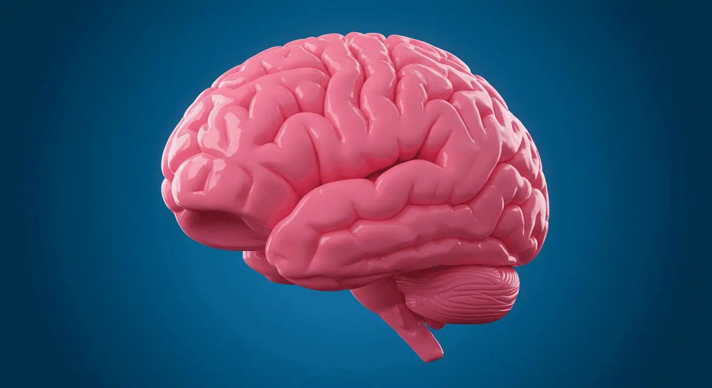 New Brain Atlas Maps Mitochondrial Distribution, Highlighting Energy Supply in High Cognition Areas