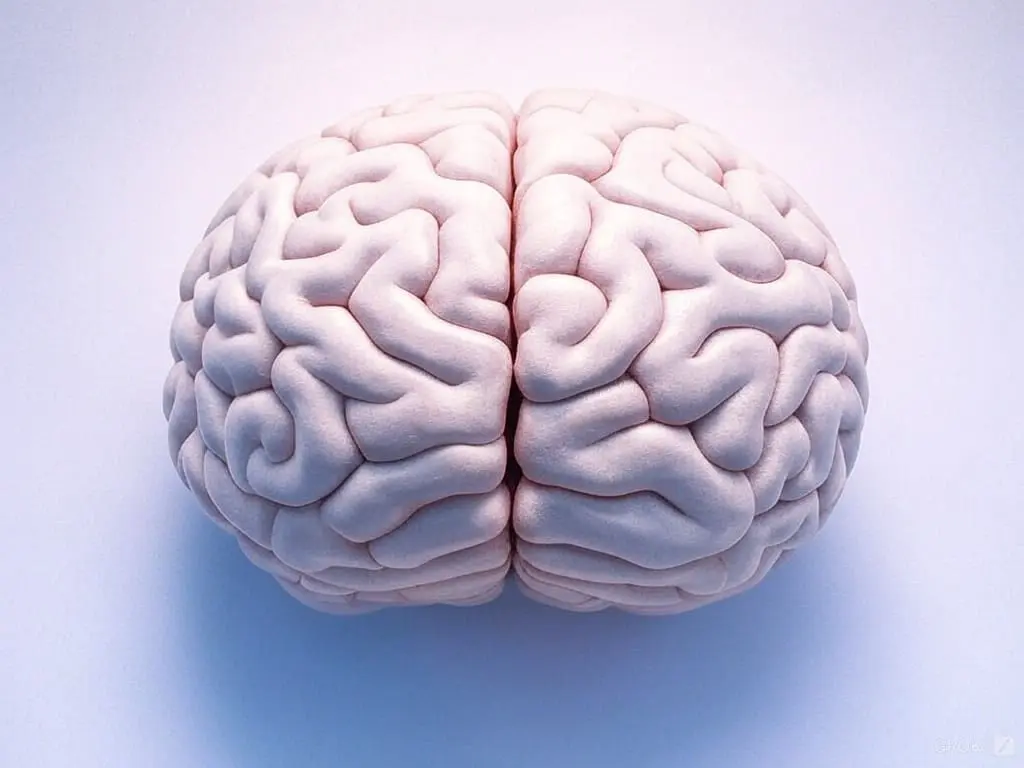 Brain Connections Predict Human Intelligence Scores