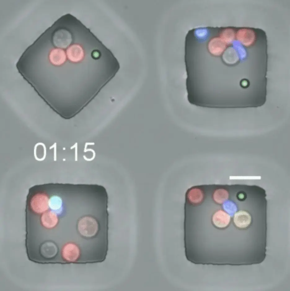 AI Drives Development of Cancer Fighting Single Cell Analysis Tool