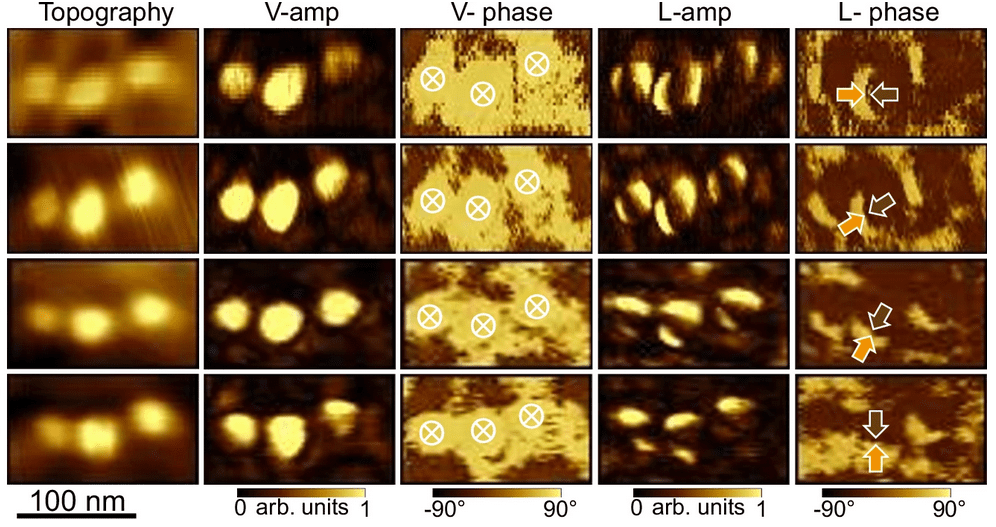 In each row the sample had a different orientation. The columns show the topography (left) and piezoresponse force microscopy (PFM) images. In the lateral PFM amplitude, the nanoislands display a pattern of dark and light regions, evoking coffee beans, which is typical for textures of center-type polar distribution. © HZB