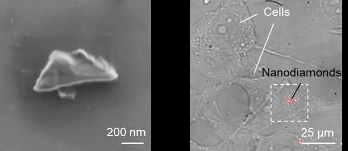 Okayama University develops quantum grade nanodiamond sensors