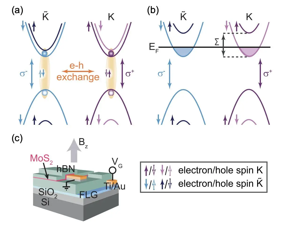 Scientists Measure Ferromagnetic Exchange Energy in Monolayer MoS2