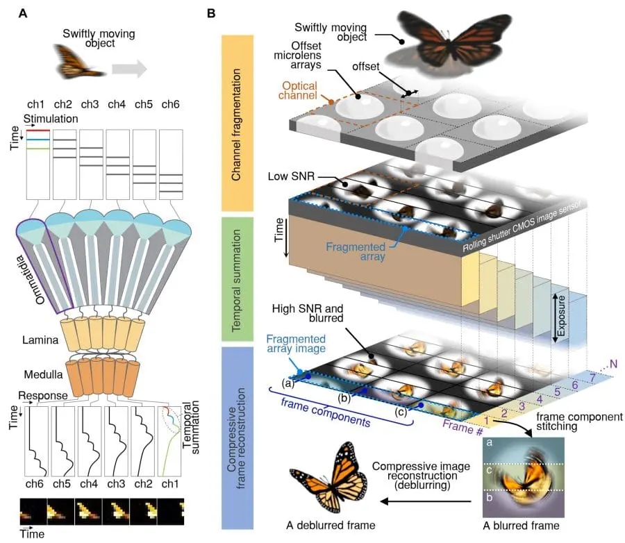 Insect Eye Camera Captures 9120 Frames Per Second