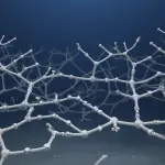 A complex, branching white structure rests on a dark surface against a deep blue background, creating a futuristic scene.