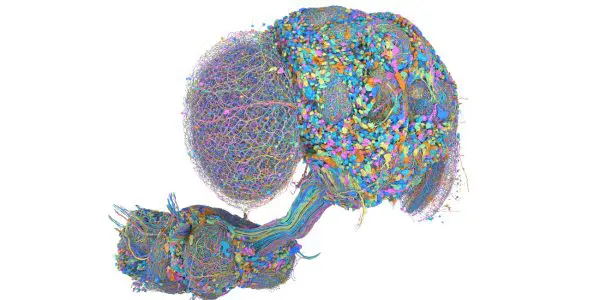 Google Research Shares 5 Visuals of Male Fruit Fly’s Neural Network