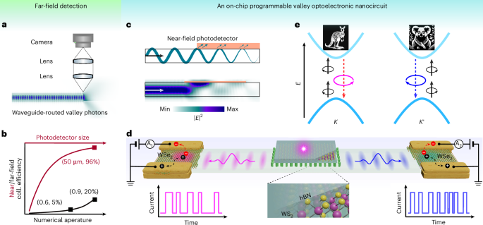 Li and Xing Demonstrate Programmable Valley Optoelectronic Circuit