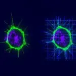 Many-Body Quantum Systems Reveal Links Between Chaos and Particle Behaviour
