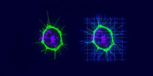 Many-Body Quantum Systems Reveal Links Between Chaos and Particle Behaviour