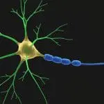 The Neuron