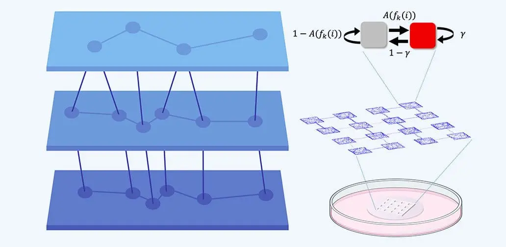 Tohoku University reveals directional connections shape brain dynamics