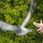 Pigeons Lose Direction When Liver Immune Cells Are Removed