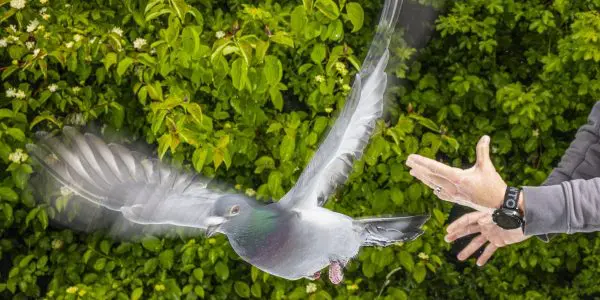 Pigeons Lose Direction When Liver Immune Cells Are Removed