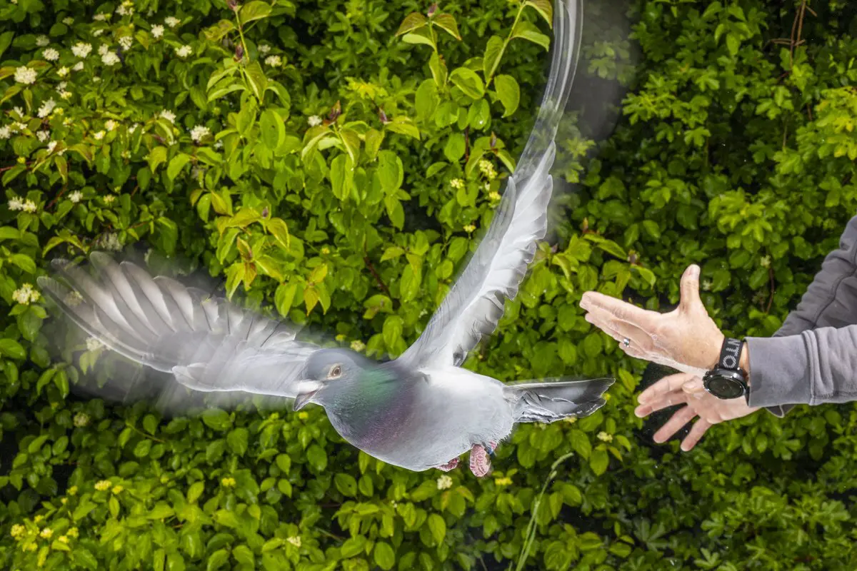 Pigeons Lose Direction When Liver Immune Cells Are Removed