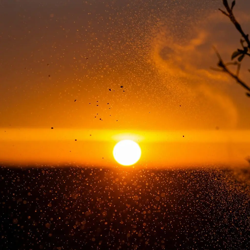 AI System Identifies Tree Pollen to Provide Allergy Relief