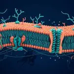 A lipid bilayer with embedded transport proteins