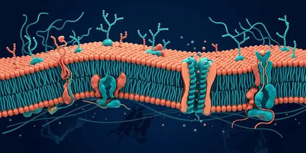 A lipid bilayer with embedded transport proteins