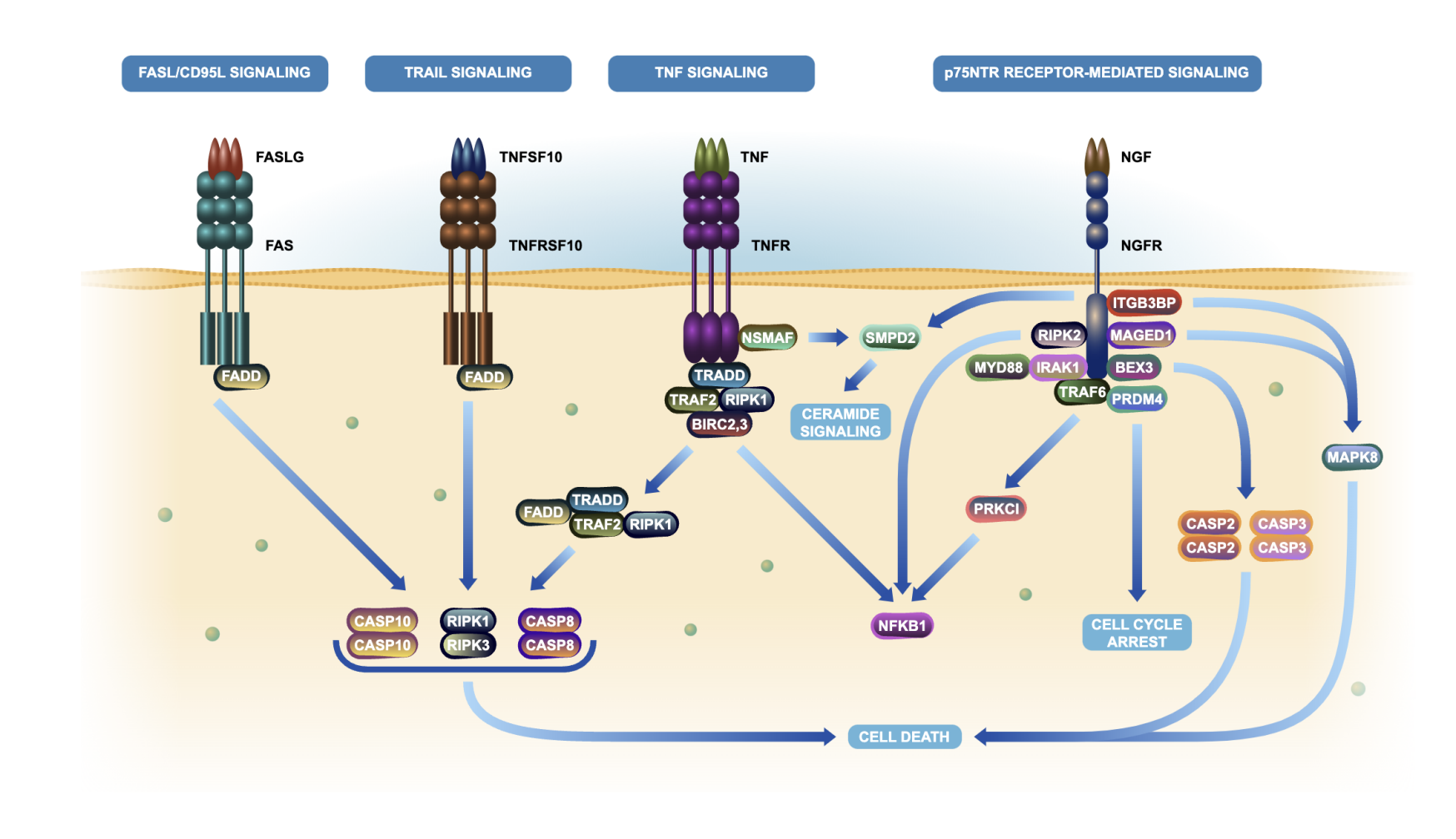 Quantum-enhanced machine learning models complex biological systems with greater accuracy.