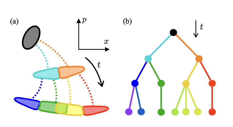 Quantum Branches Offer New Path Beyond Decoherence and Measurement.