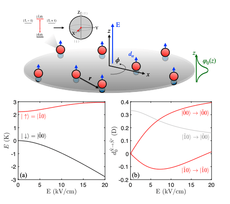 Ultracold Molecules Enable Coherent Quantum Dynamics and Suppressed Collisional Loss