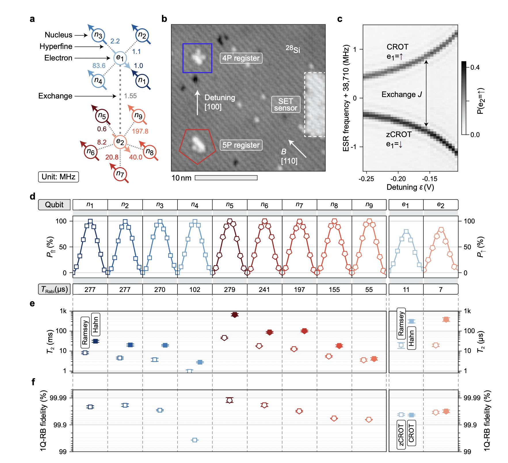 Silicon Atoms Demonstrate High-Fidelity Quantum Computation with Eleven Qubits