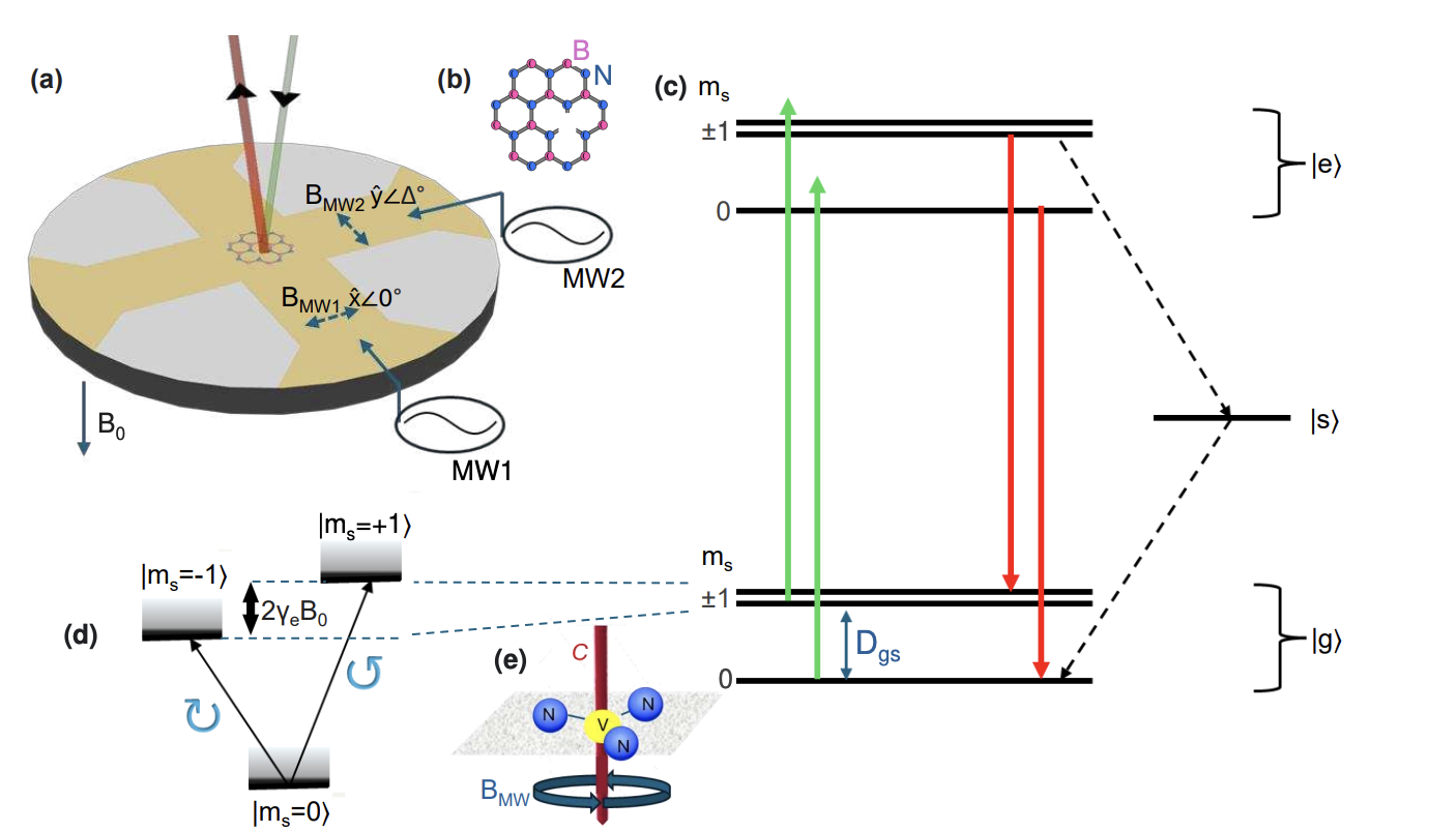 Circularly Polarised Microwaves Enhance Spin Control in Hexagonal Boron Nitride