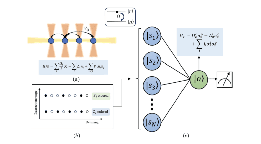  (a) Individual 87Rb atoms are trapped using optical tweezers (vertical red beams) and and arranged into defect-free arrays with probabilistic configuration. Coherent interactions Vij between the atoms are facilitated by exciting them to a Rydberg state with interaction strength Ω and detuning ∆. (b) The schematic shows the ground-state phase diagram of the Hamiltonian. It highlights phases Z2 and Z3 with different broken symmetries. These are based on interaction range and detuning. A dataset of noisy states from these phases serves as the perceptron’s input. (c) The QP comprises N input qubits and a single output qubit. The qubits undergo evolution governed by a Hamiltonian, ensuring that the probability of the output qubit being in the |0⟩0 state is a nonlinear function of the state of the input qubits. Following this evolution, the output qubit is measured.