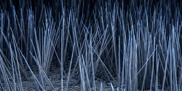 Dense forest of thin blue-grey nanowires rising from a textured substrate