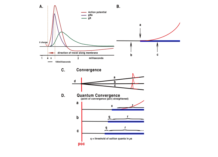  A. Simplified Hodgkin Huxley action potential showing beginning of charge from ion
channel release and the part of membrane affected by propagation at 0 relative charge.