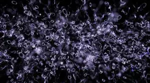 This microscopic view shows numerous, elongated cells suspended in a dark background with a predominantly purple and grey colour palette.