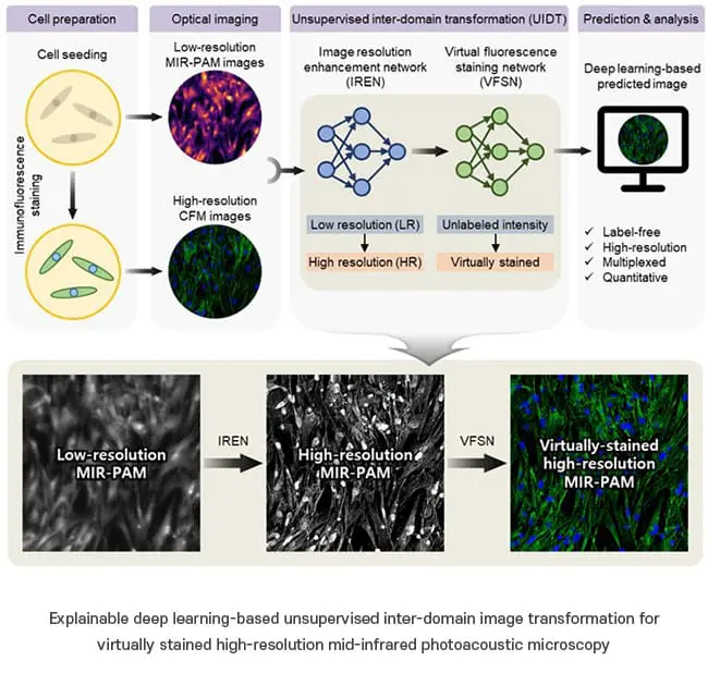 Explainable Deep Learning For Stained Cell Imaging
