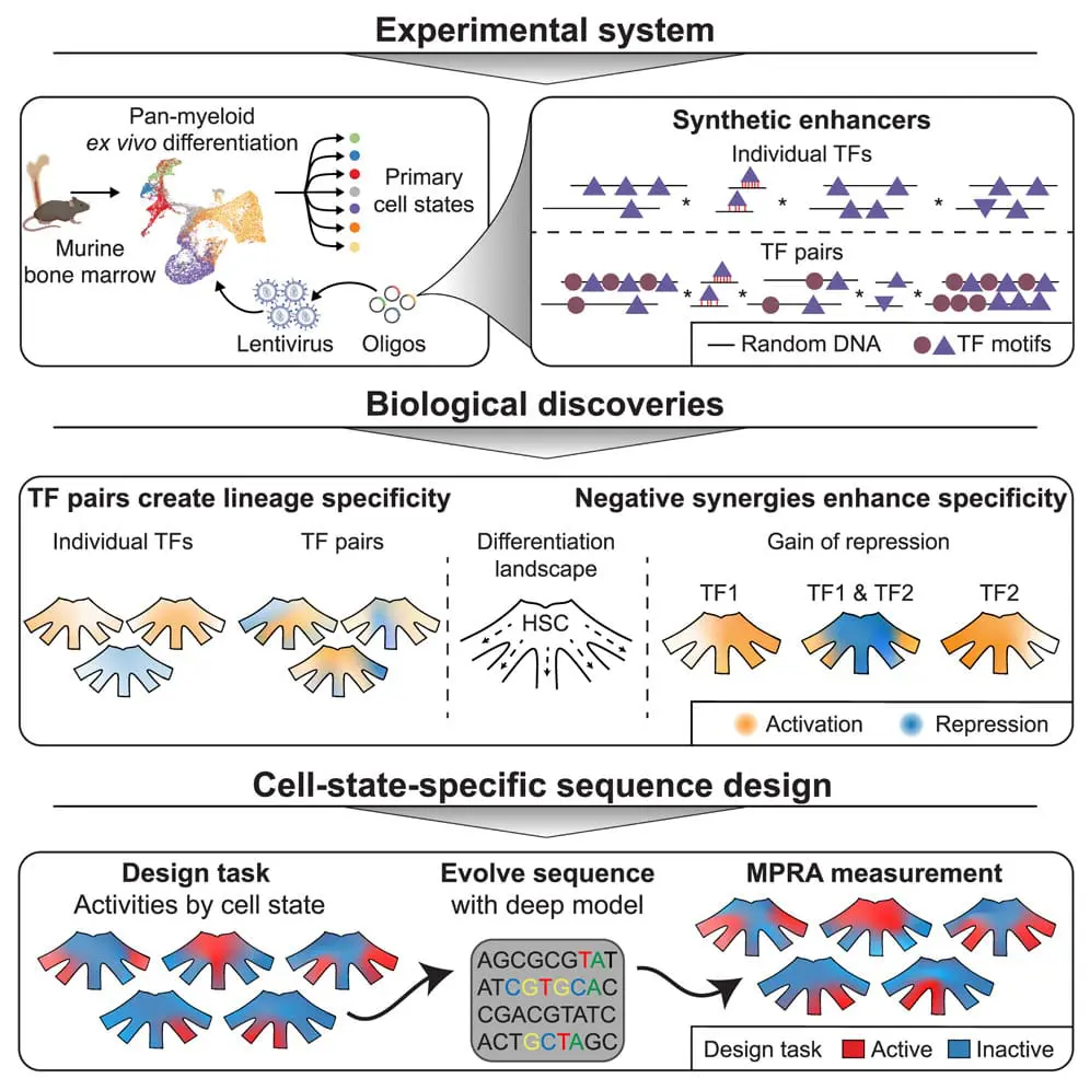 Revolutionary AI-Designed DNA Controls Genes in Healthy Mammalian Cells for First Time