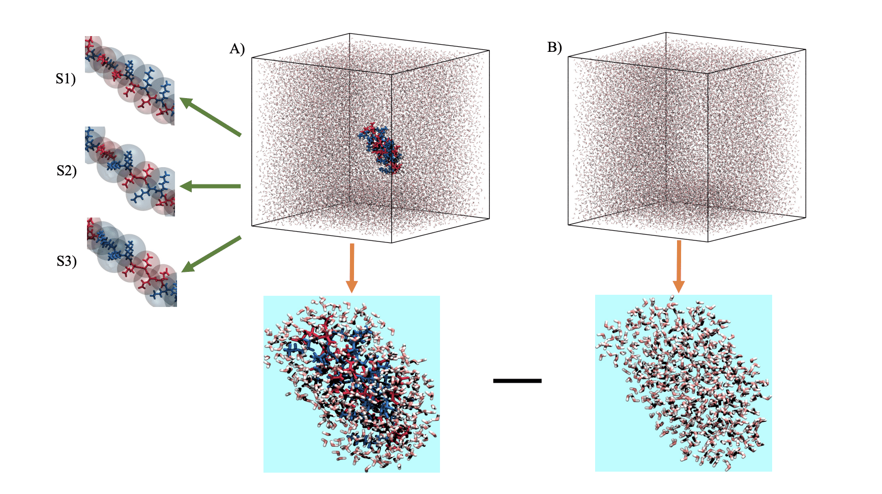 Researchers Advance Protein Force Fields to Accurately Model Disordered Protein Conformations in Solution