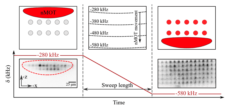 Researchers Expand Strontium-88 Atom Arrays to >100 Μm, Achieving 1.49 μK Temperatures for Precision Metrology
