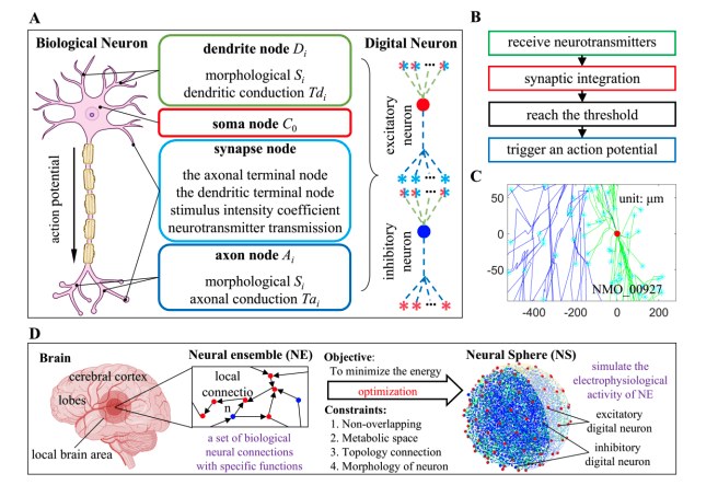 Neural Spheres Reveal Brain’s Energy Efficiency and High-Capacity Information Processing