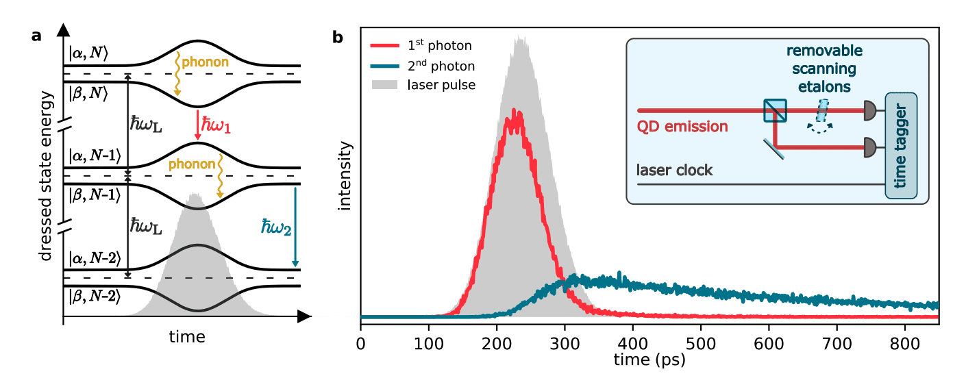 Phonon-Assisted Excitation Improves Single-Photon Purity and Reduces Re-excitation Probability.