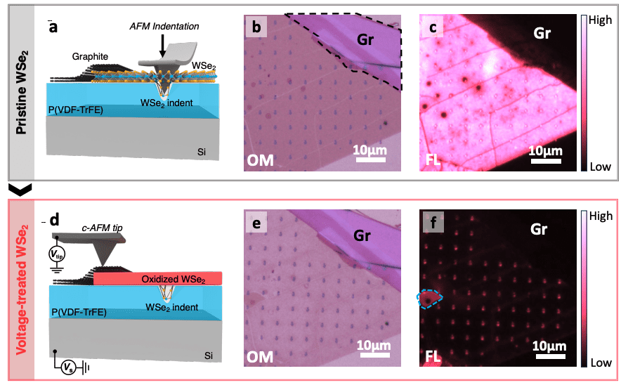 Voltage Control Enhances Single-Photon Purity in Tungsten Diselenide Monolayers