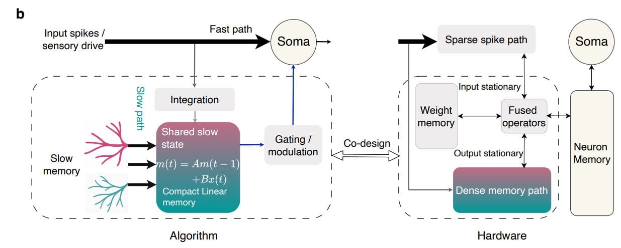 Neuromorphic Networks with Dual Memory Pathways Achieve 5x Performance Boost, Stabilizing Learning with 60% Reduced Energy