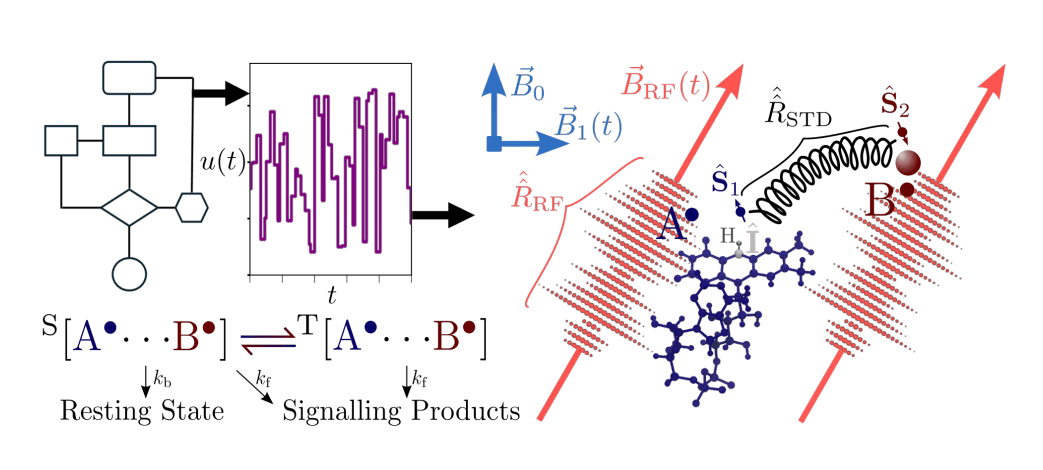 Engineering Spin-Correlated Radical-Pairs: Control Via Pontryagin Maximum Principle for Complex Open Systems