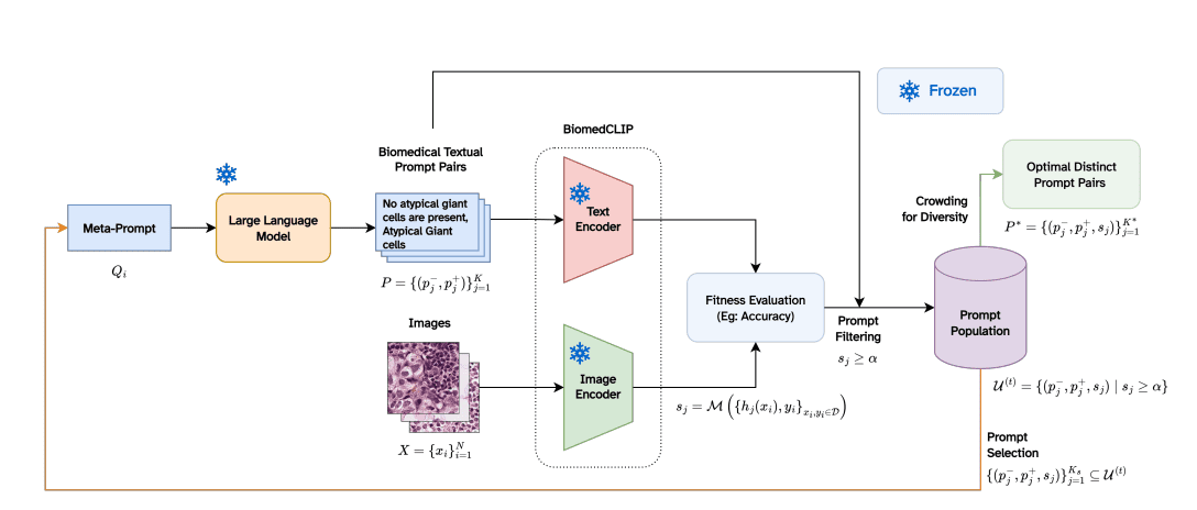 Biomedxpro Enables Explainable Diagnosis with Biomedical Vision Language Models Via Interpretable Prompt Optimization