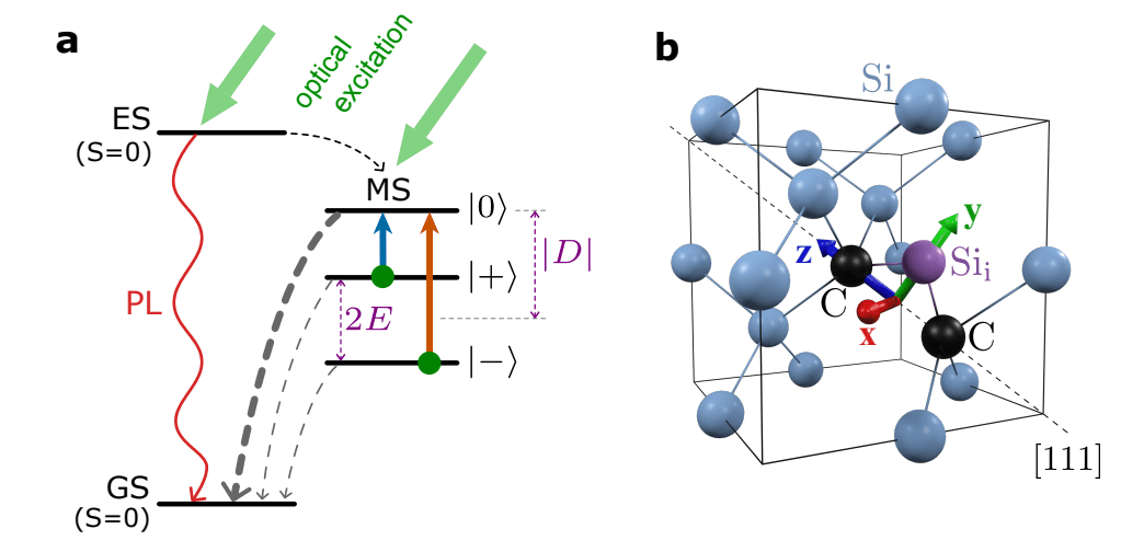 Silicon Study Detects Single Optically Detectable Tumbling Spin, Revealing Dynamics Beyond Billion-Spin Limits