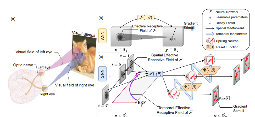 Spiking Neural Networks’ Limited Receptive Fields Constrain Visual Long-Sequence Modeling Capabilities